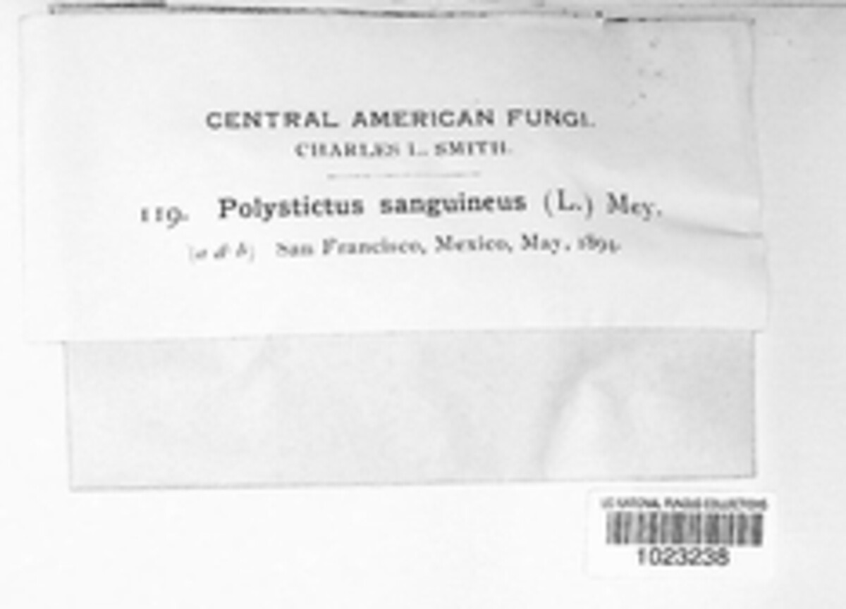 Polystictus sanguineus image